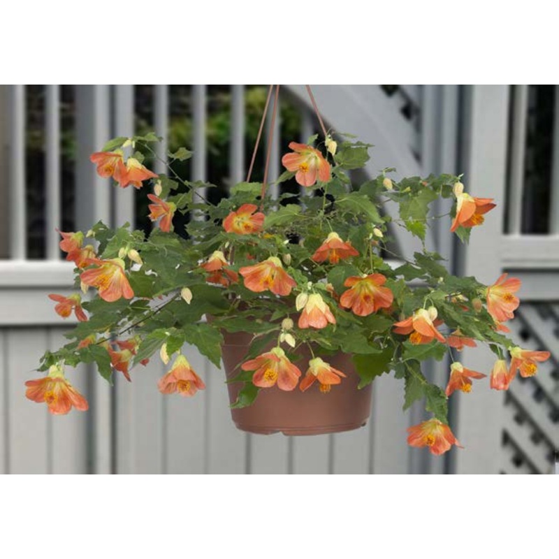 Abutilon Miss Marmalade (Abutilon hybrid)
