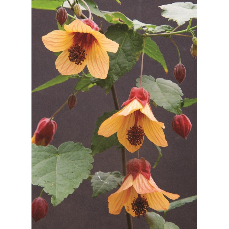 Abutilon Star Sprite (Abutilon hybrid)