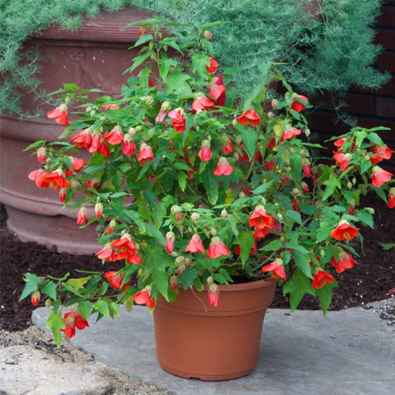 Abutilon Sunrise Sunset (Abutilon hybrid)