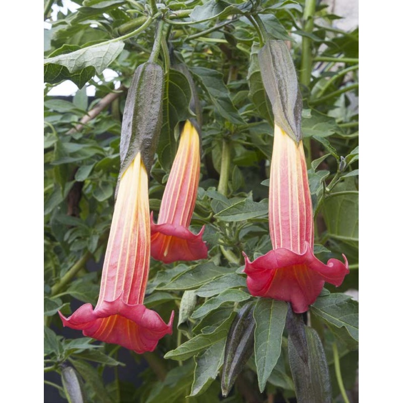 Angels Trumpet Red Dancer (Brugmansia hybrid)