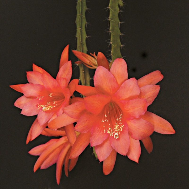 Aporophyllum ‘Edna Bellamy’ (Aporophyllum hybrid)
