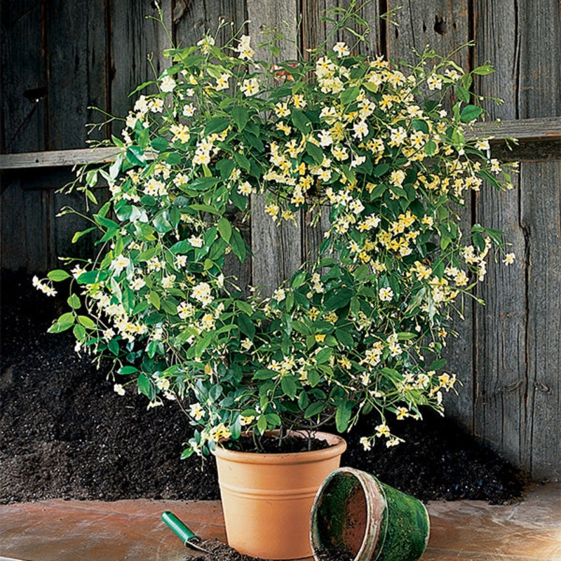 Asian Jasmine Mandanianum (Trachelospermum asiaticum)