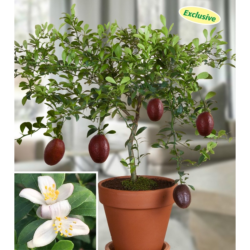 Australian Red Lime Tree (Citrus australasica hybrid)