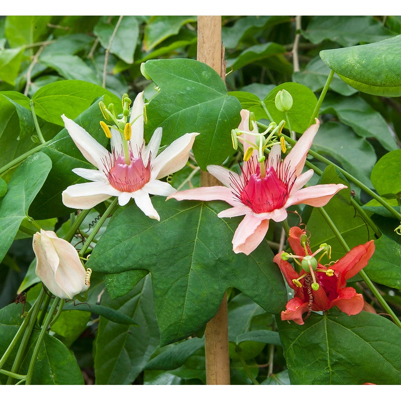 Australian Two-Tone Passion Flower (Passiflora aurantiaca)