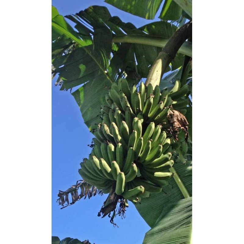 Banana Lacatan (Musa hybrid)