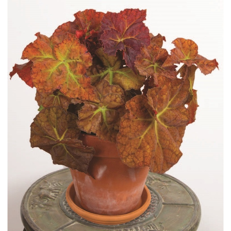 Begonia Desert Dream (Begonia rhizomatous hybrid)