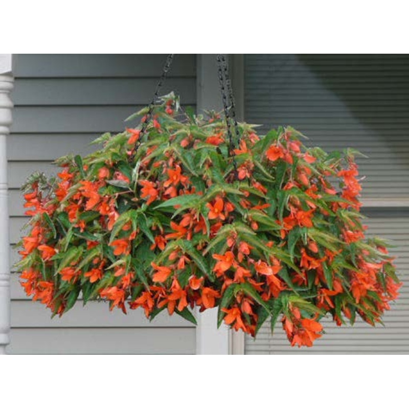 Begonia Encanto Orange (Begonia boliviensis hybrid)