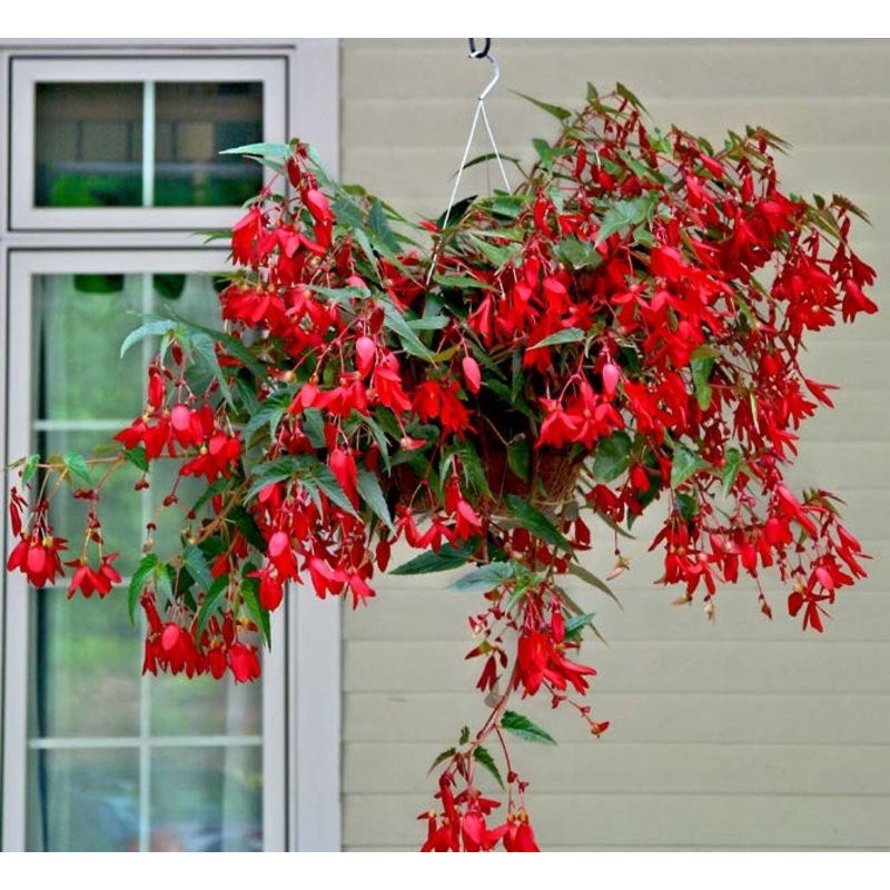 Begonia Encanto Red (Begonia boliviensis hybrid)