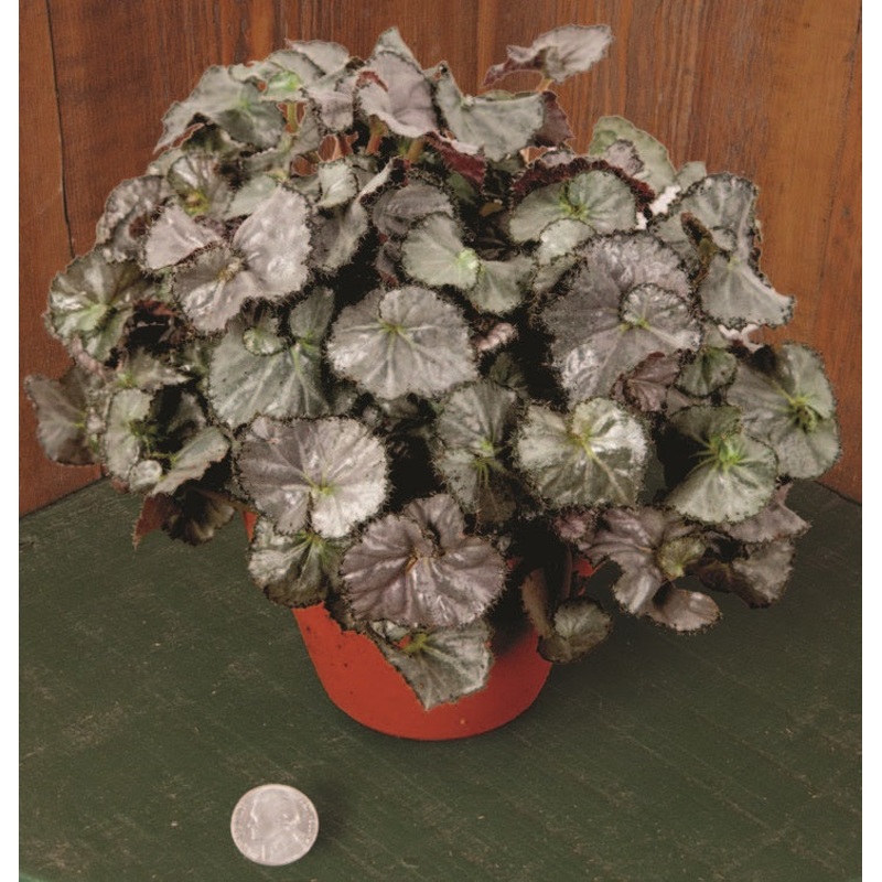 Begonia Five N Dime (Begonia  rhizomatous hybrid)