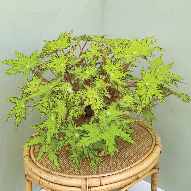 Begonia Phoes Cleo (Begonia rhizomatous hybrid)