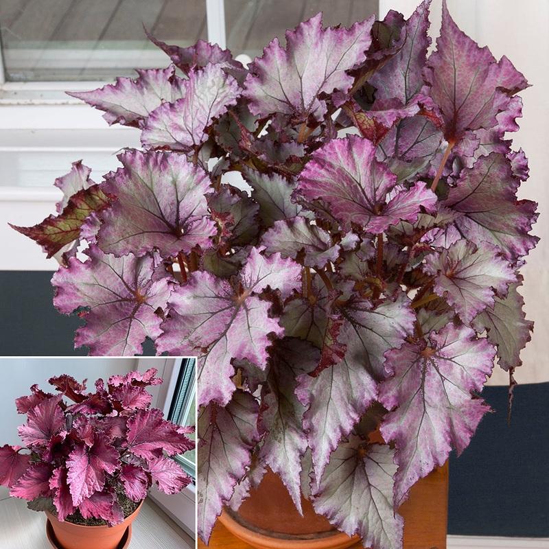 Begonia Satin Jazz (Begonia rex hybrid)