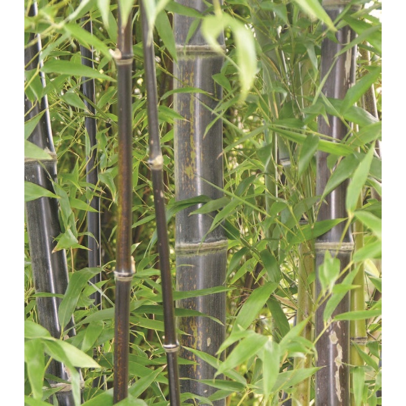 Black Bamboo (Phyllostachys nigra)
