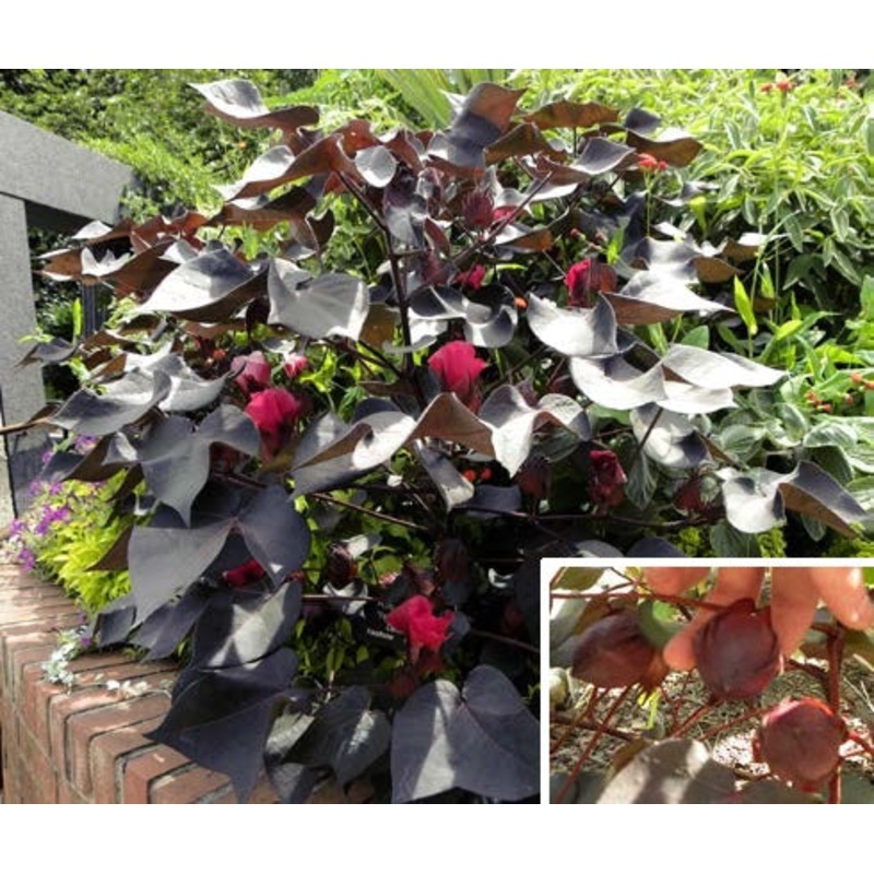Black Cotton Plant (Gossypium herbaceum Nigra)