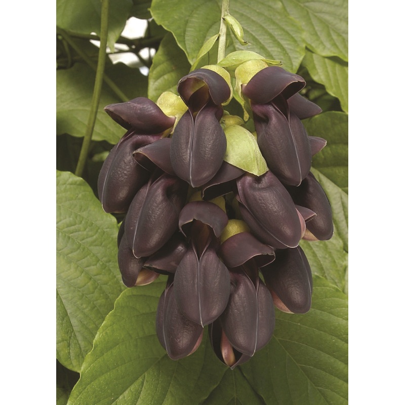 Black Jade Vine (Mucuna nigricas)