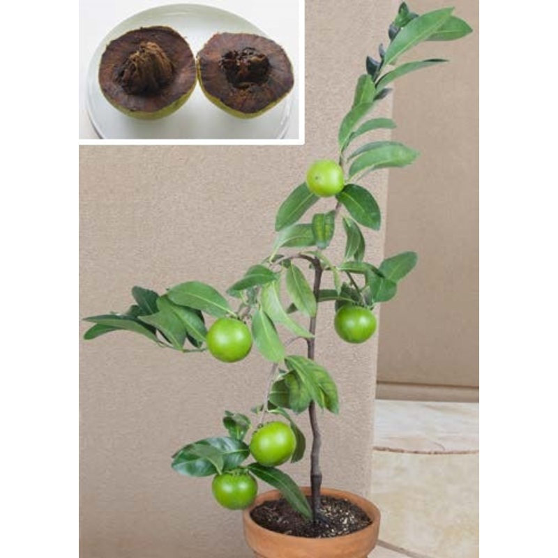 Black Sapote (Diospyros nigra)