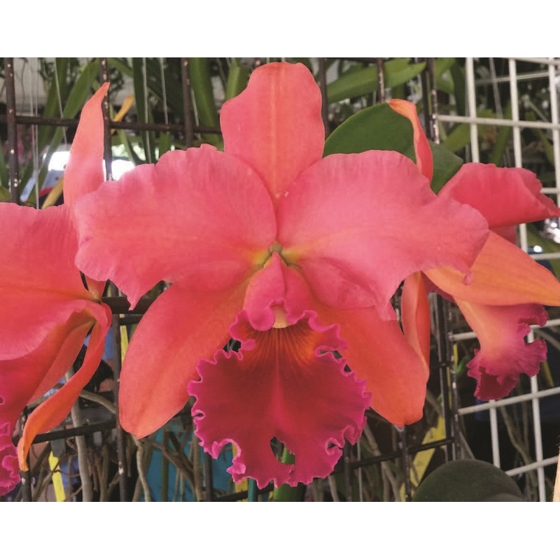 Blc Orchid Turners Ace Tropical Treasure (Brassavola x Laelia x Cattleya hybrid)
