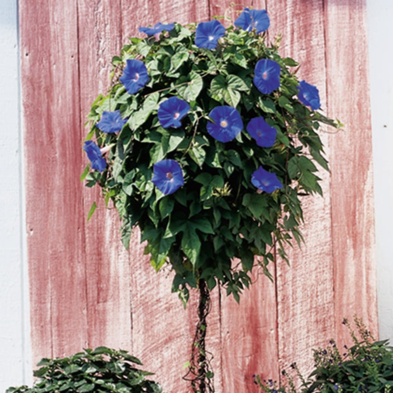 Blue Dawn Flower (Ipomoea acuminata)