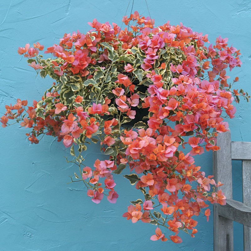 Bougainvillea ‘Orange Ice’ (Bougainvillea hybrid)