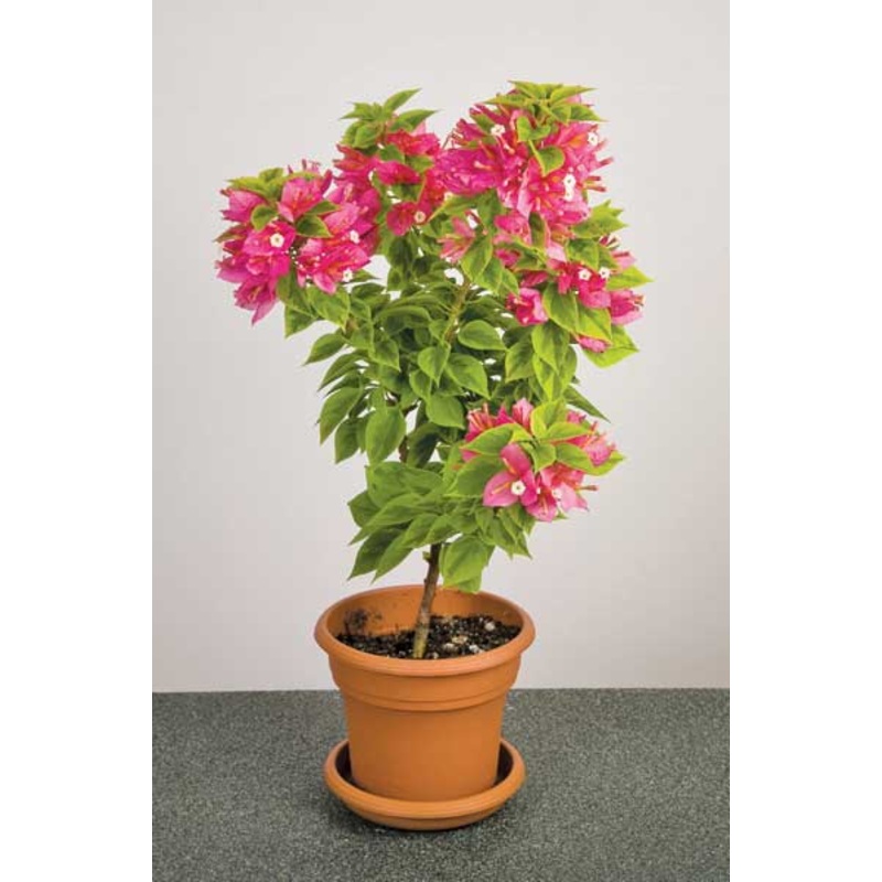 Bougainvillea Pixie Queen (Bougainvillea hybrid)