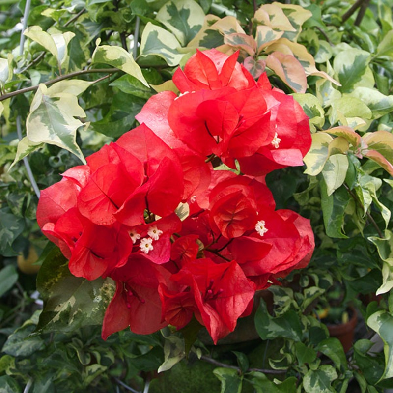 Bougainvillea Red Rooster (Bougainvillea hybrid)
