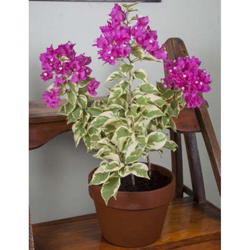 Bougainvillea ‘Vera Variegata’ (Bougainvillea hybrid)