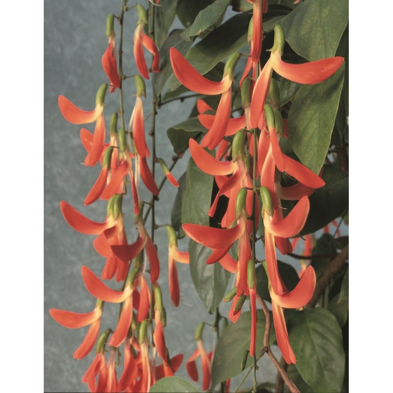 Brazilian Red Jade Vine (Camptosemma grandiflora)