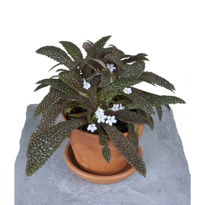 Bronze Beauty (Nautilocalyx pemphidus)