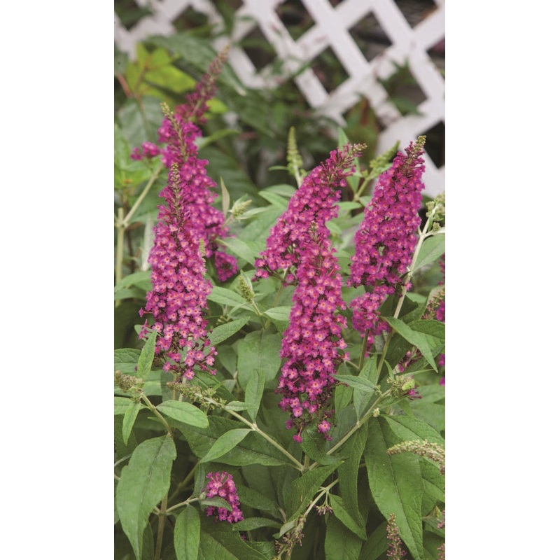 Butterfly Bush ‘CranRazz’ PPAF (Buddleia davidii hybrid)