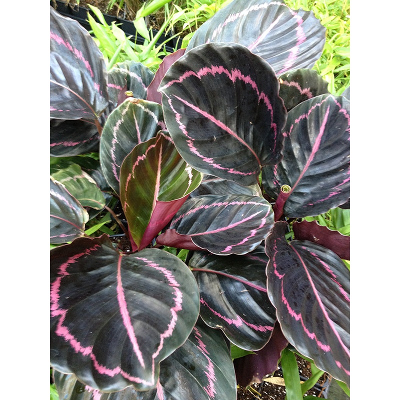 Calathea Dottie PP (Calathea roseo picta hybrid)