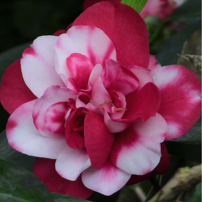Camellia Peppermint (Camellia japonica La Peppermint)