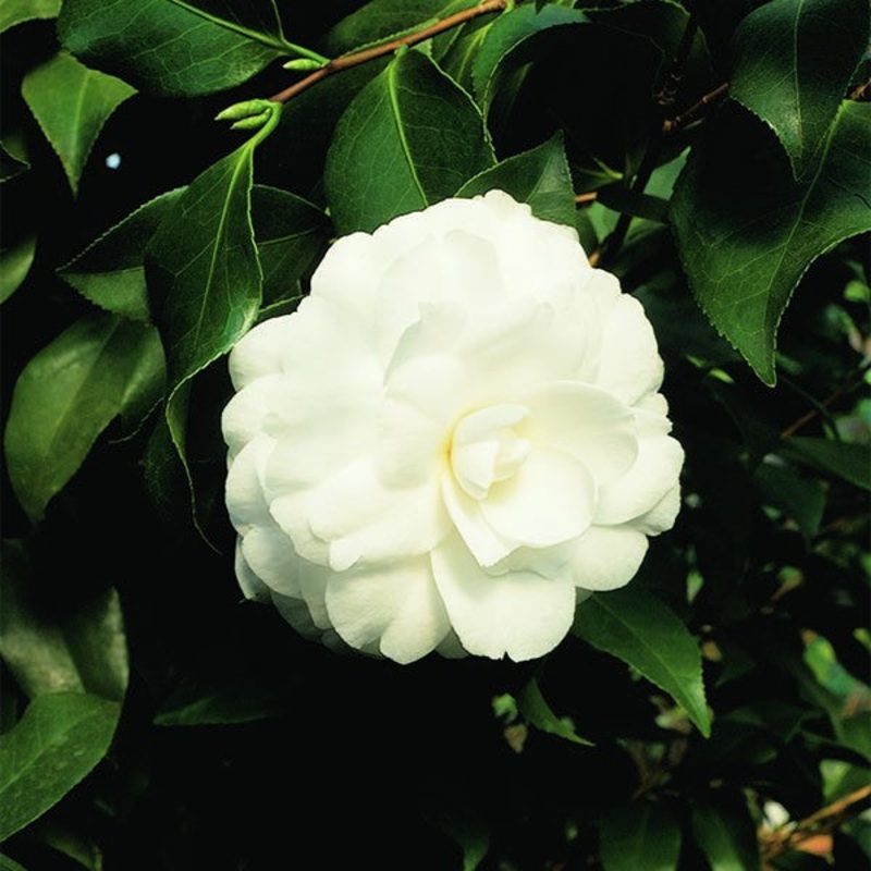 Camellia ‘Purity’ (Camellia japonica hybrid)