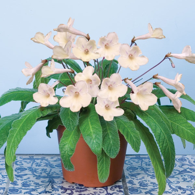 Cape Primrose Alyssa (Streptocarpus hybrid)