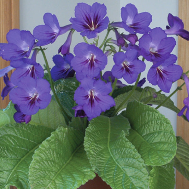 Cape Primrose Amanda (Streptocarpus hybrid)
