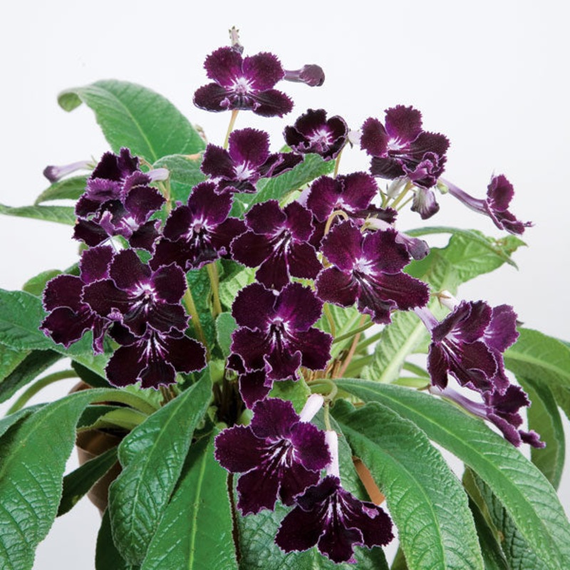 Cape Primrose Ink Blot (Streptocarpus hybrid)