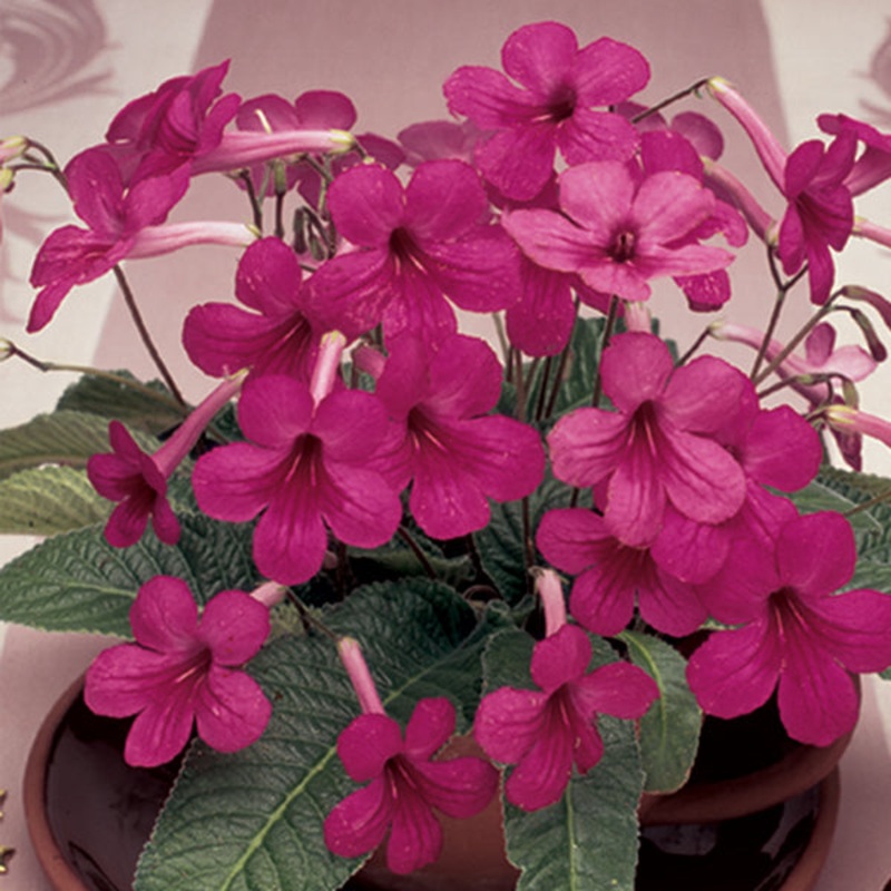 Cape Primrose ‘Little Gem’ (Streptocarpus hybrid)