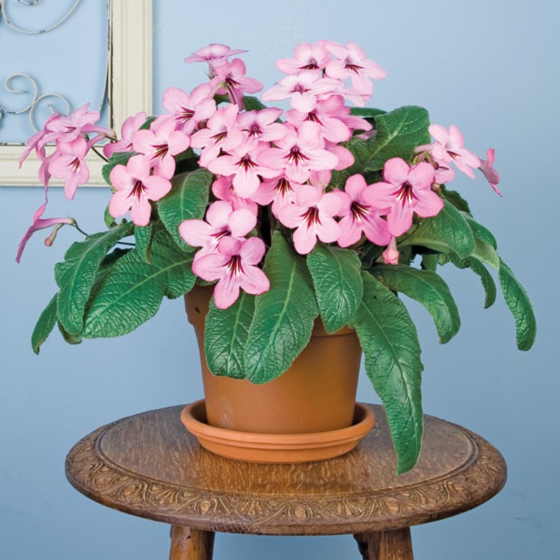 Cape Primrose Lucky Strike (Streptocarpus hybrid)
