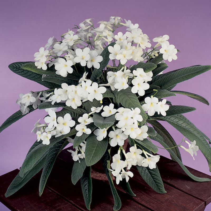 Cape Primrose Maassens White (Streptocarpus hybrid)