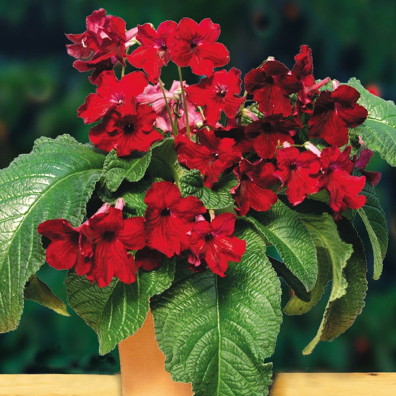 Cape Primrose Midnight Flame (Streptocarpus hybrid)