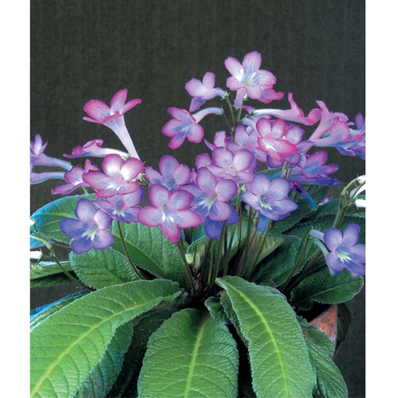 Cape Primrose Party Doll (Streptocarpus hybrid)
