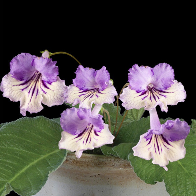 Cape Primrose Party Pinafore (Streptocarpus hybrid)