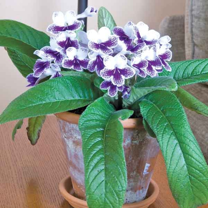 Cape Primrose Purple Panda (Streptocarpus hybrid)