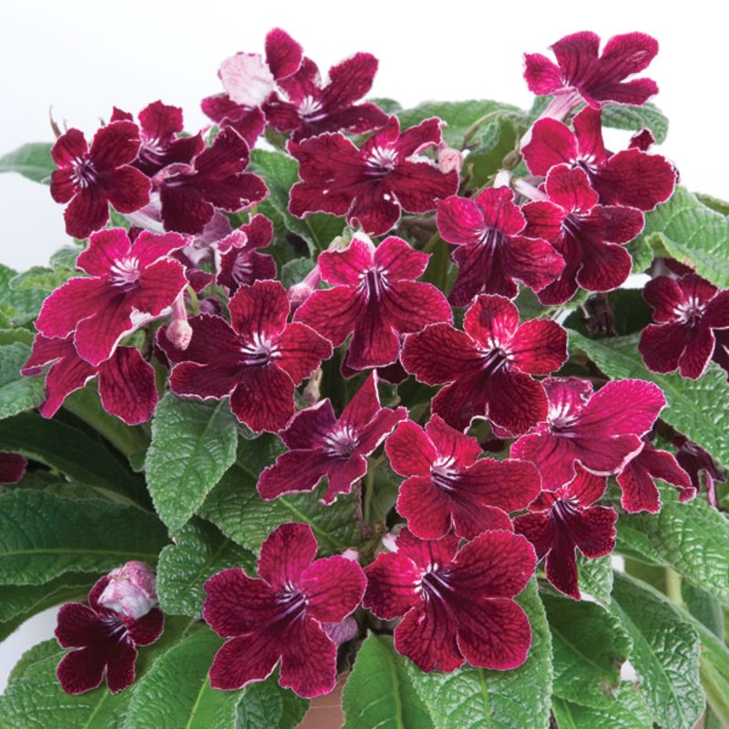 Cape Primrose Red Alert (Streptocarpus hybrid)