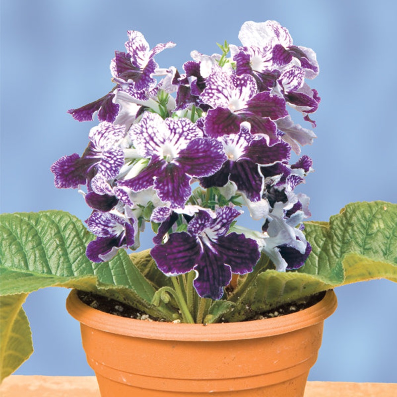 Cape Primrose Remembering John (Streptocarpus hybrid)