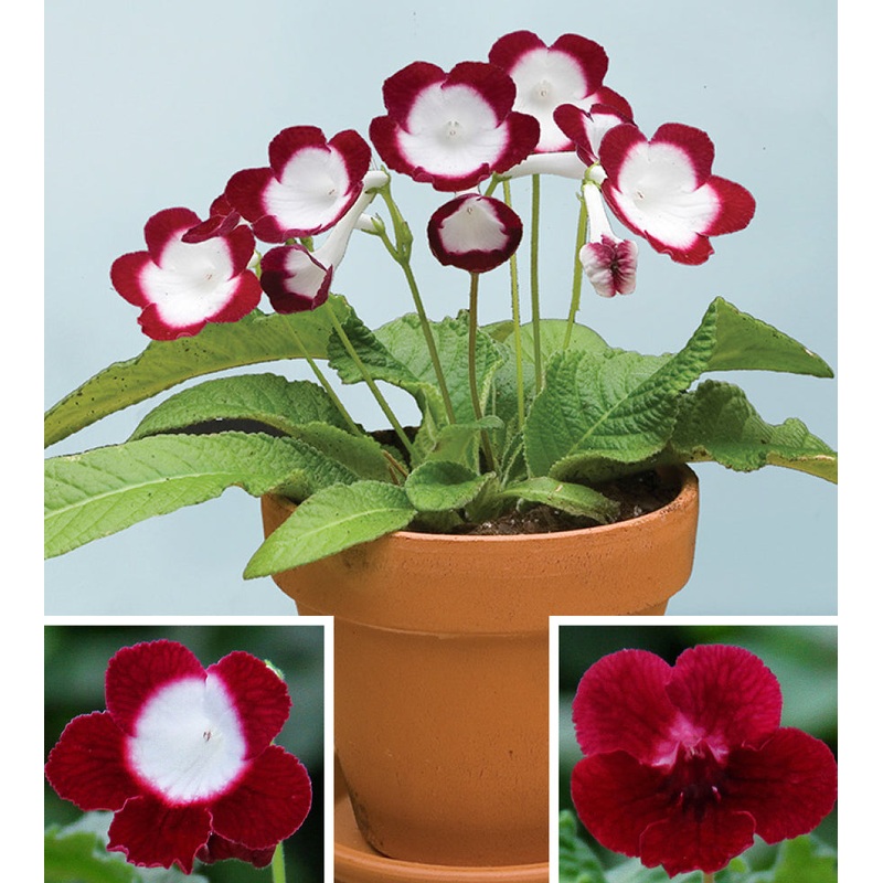 Cape Primrose Roulette Cherry (Streptocarpus hybrid)