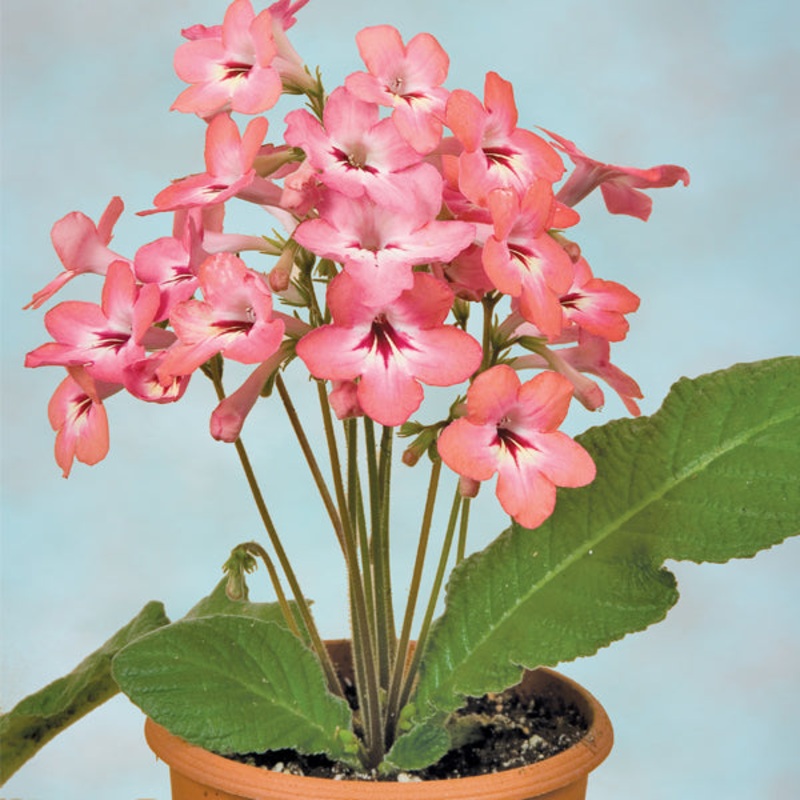 Cape Primrose Salmon Sunset (Streptocarpus hybrid)
