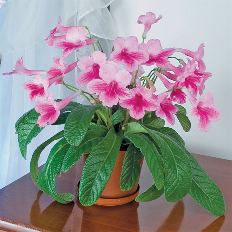 Cape Primrose Something Special (Streptocarpus hybrid)