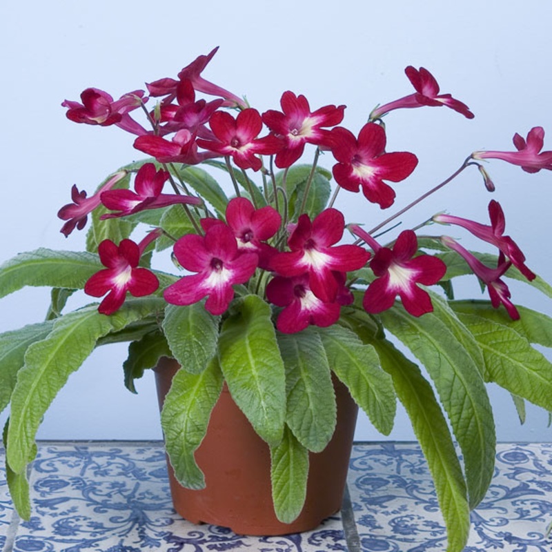 Cape Primrose Texas Hot Chili (Streptocarpus hybrid)