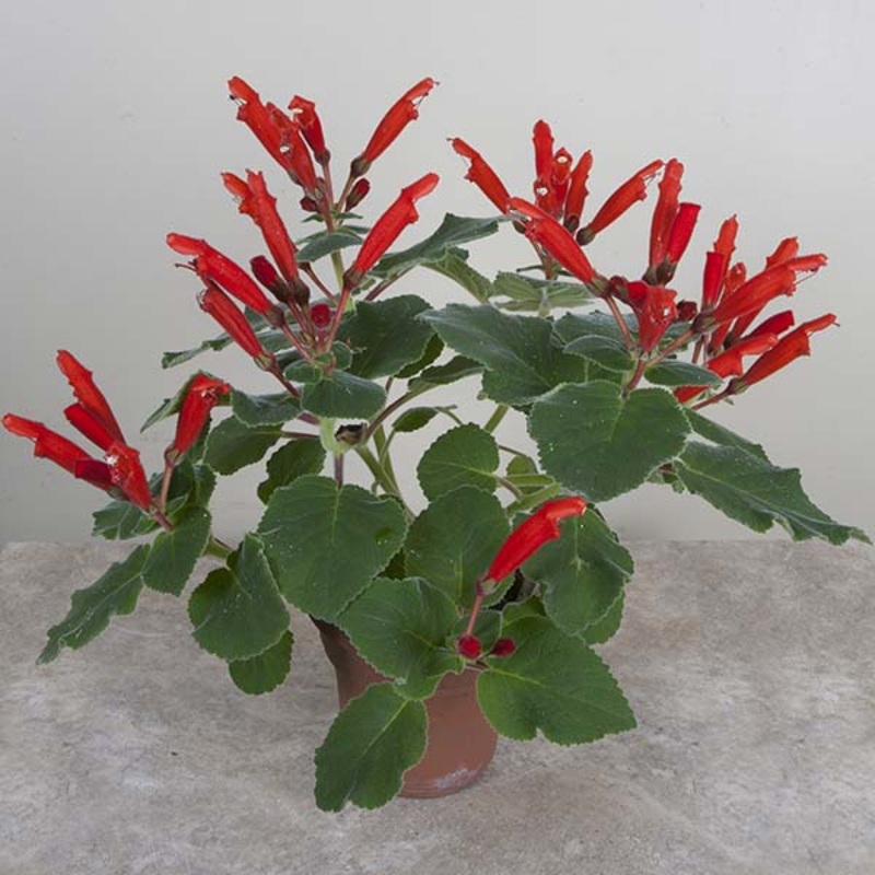Cardinal Flower (Sinningia cardinalis)