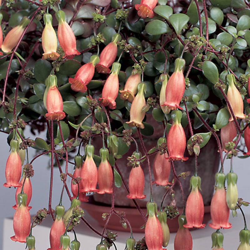 Chandalier Plant (Kalanchoe manginii)