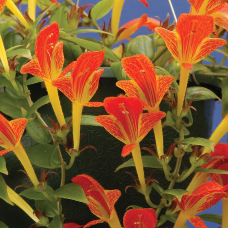Columnea Early Bird (Columnea hybrid)